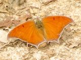 Goatweed Leafwing