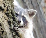 Common Raccoon