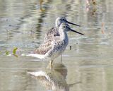 Greater Yellowlegs