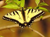 Eastern Tiger Swallowtail