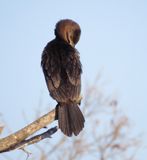 Neotropic Cormorant
