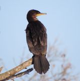 Neotropic Cormorant