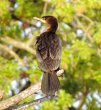 Neotropic Cormorant
