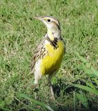Eastern Meadowlark