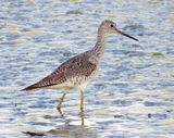Greater Yellowlegs