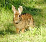 Eastern Cottontail