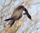Neotropic Cormorant