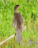 Neotropic Cormorant