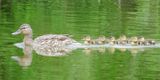 Mallard