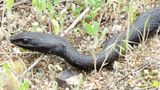 Eastern Coachwhip