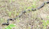 Eastern Coachwhip