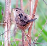 Sedge Wren