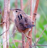 Sedge Wren