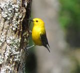 Prothonotary Warbler