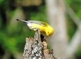 Prothonotary Warbler