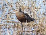 Hudsonian Godwit