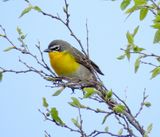 Yellow-Breasted Chat