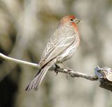 House Finch