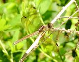 Band-Winged Dragonlet