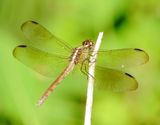 Band-Winged Dragonlet