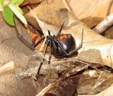 Southern Black Widow