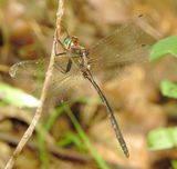 Mocha Emerald
