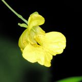 Pale Jewelweed