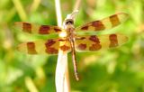 Halloween Pennant