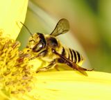 Megachile Parallela