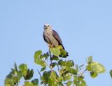 Mississippi Kite