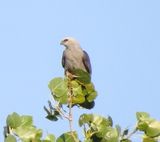 Mississippi Kite