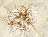 Subfamily Leiobuninae
