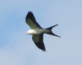 Swallow-Tailed Kite