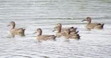 Blue-Winged Teal