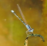Arroyo Bluet