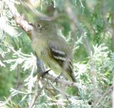 Hammonds Flycatcher