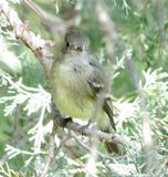 Hammonds Flycatcher