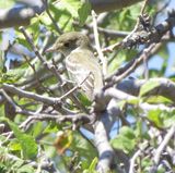 Empidonax Species