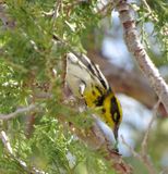 Townsends Warbler