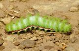 Io Moth