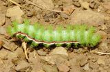 Io Moth