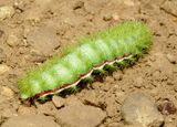 Io Moth