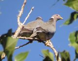 Band-Tailed Pigeon