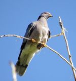 Band-Tailed Pigeon