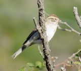 Brewers Sparrow