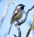 Black-Capped Chickadee