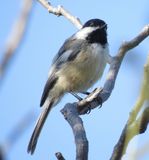 Black-Capped Chickadee