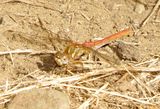 Striped Meadowhawk