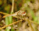 Striped Meadowhawk