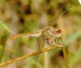 Striped Meadowhawk